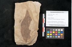 Foto (Objekt + Etikett) von Plantae indet.  (NHMW-GEO-2024-0188-11409)